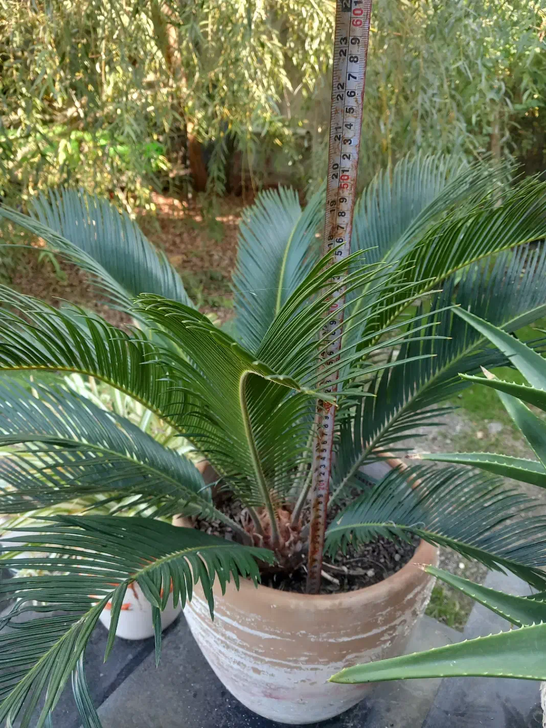 نخل سیکاس ۵ ساله|گل و گیاه طبیعی|بندر ترکمن, |دیوار