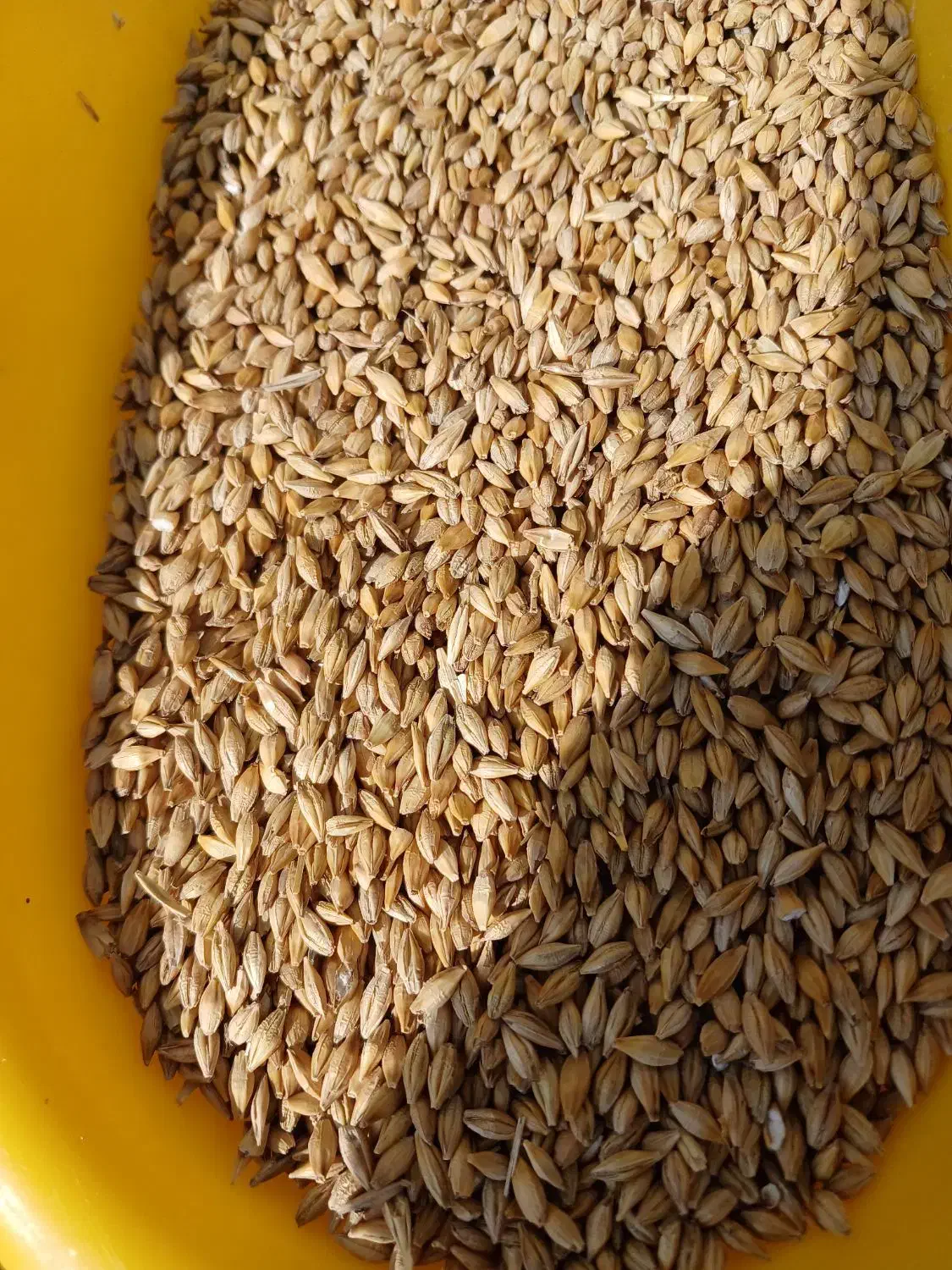 جو و گندم، برای کشاورزان و دامداران عزیز|لوازم جانبی حیوانات|قزوین, |دیوار