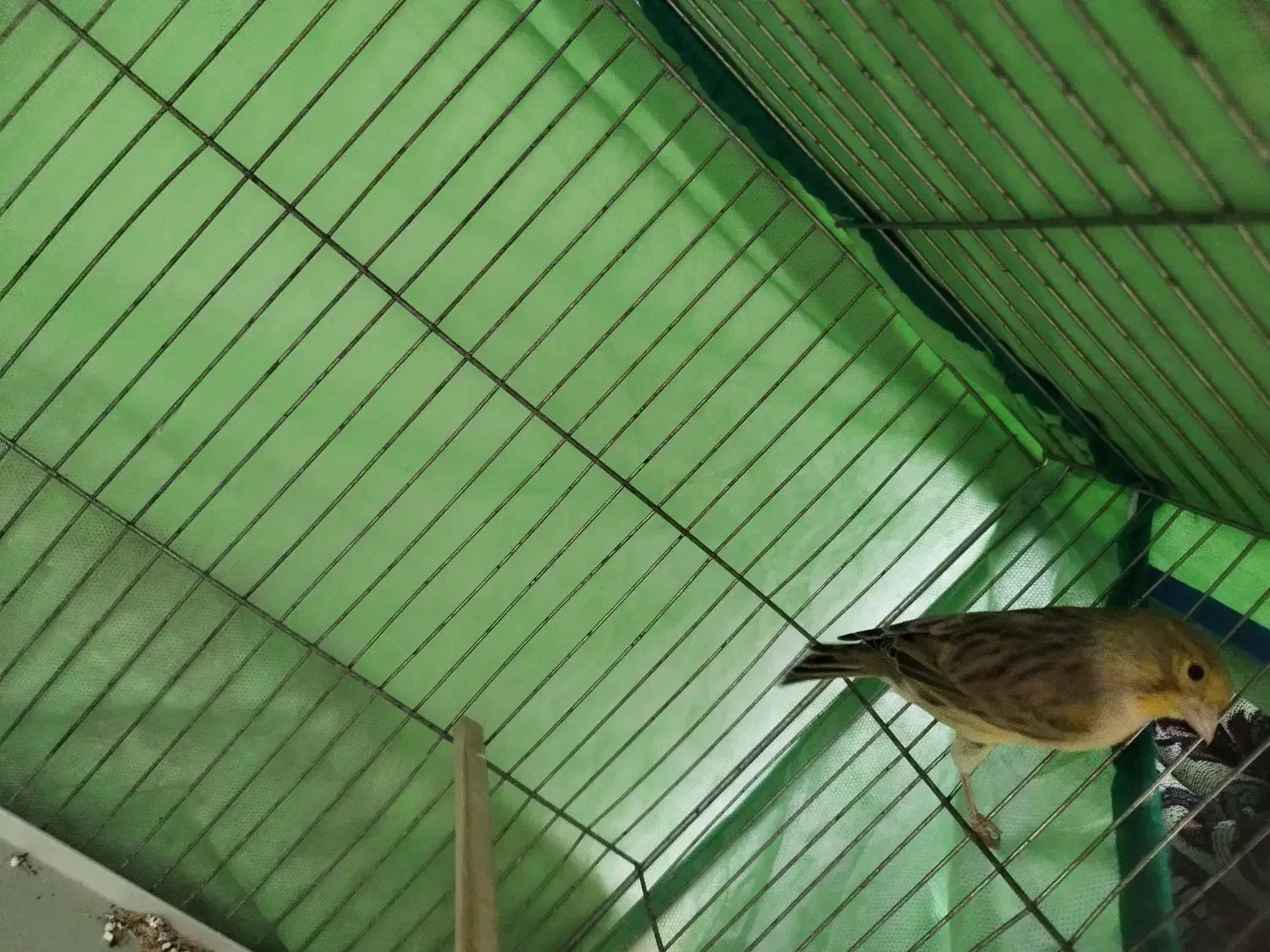 قناری ماده|پرنده|هشتگرد, شهرک راه آهن|دیوار