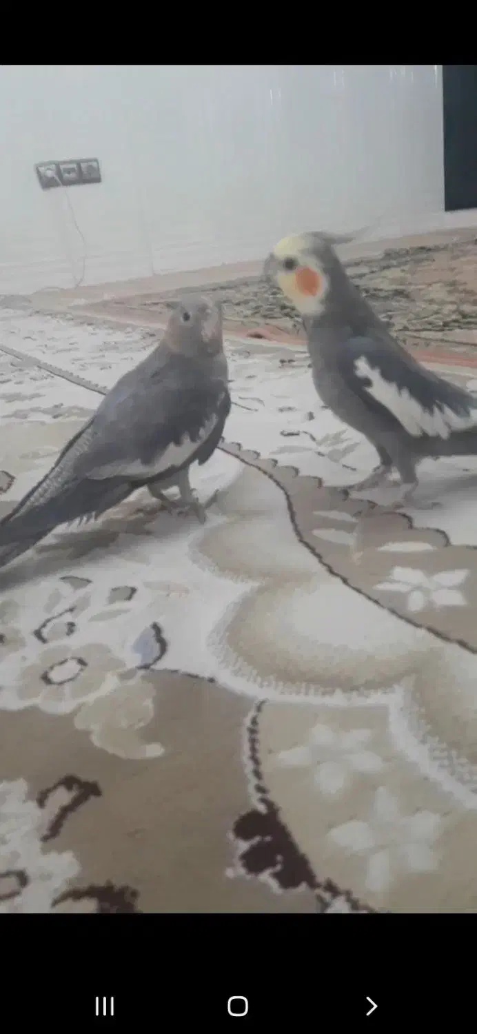 عروس هلندی سخنگو سالم وتندرست|پرنده|قرچک, باقرآباد|دیوار