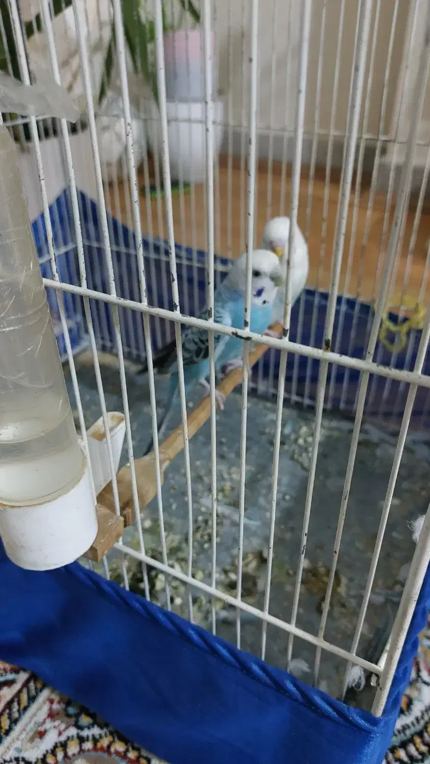 مرغ عشق|پرنده|تهران, اوقاف|دیوار