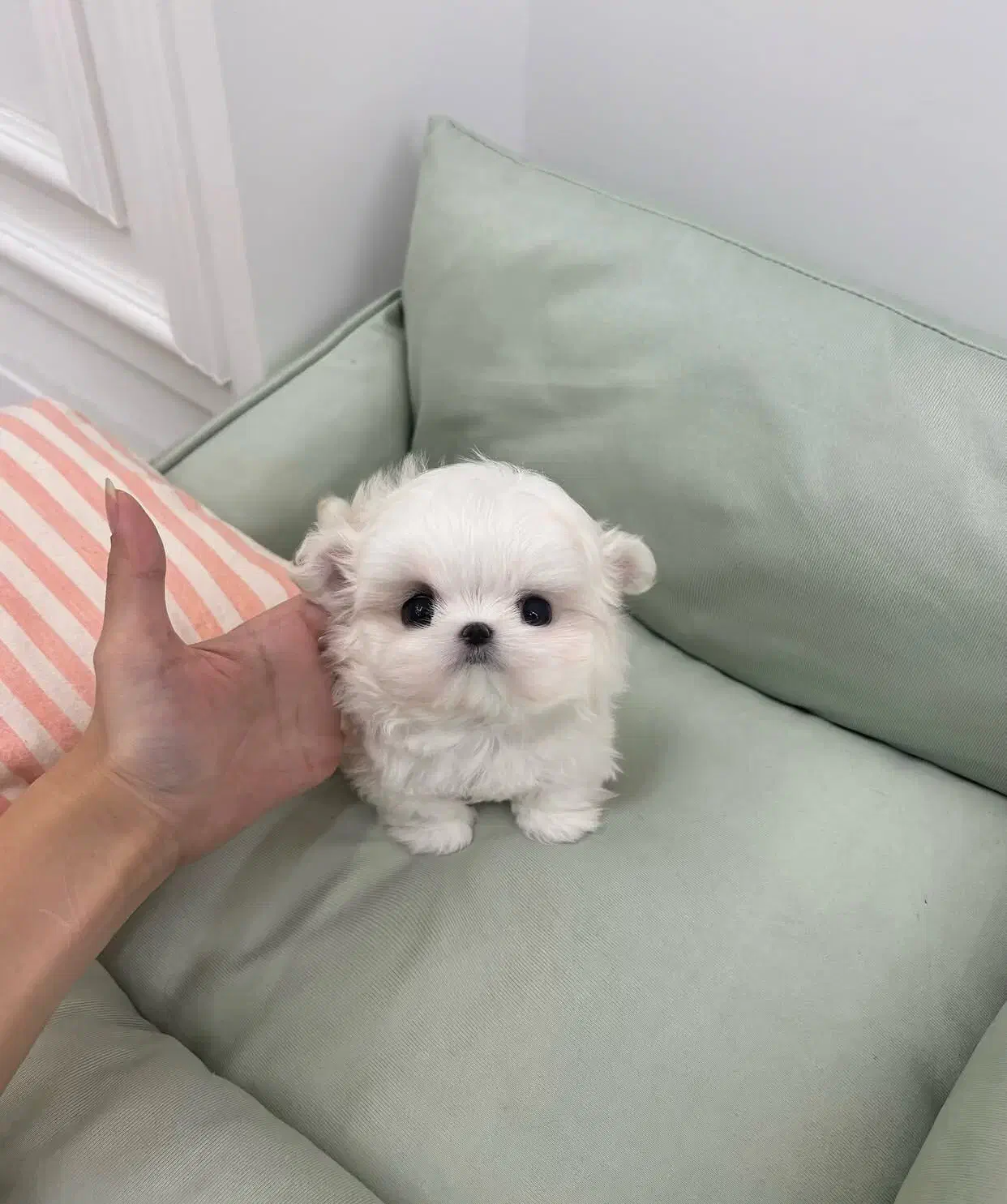 مالتیز کراس|سگ|تهران, جنت‌آباد شمالی|دیوار