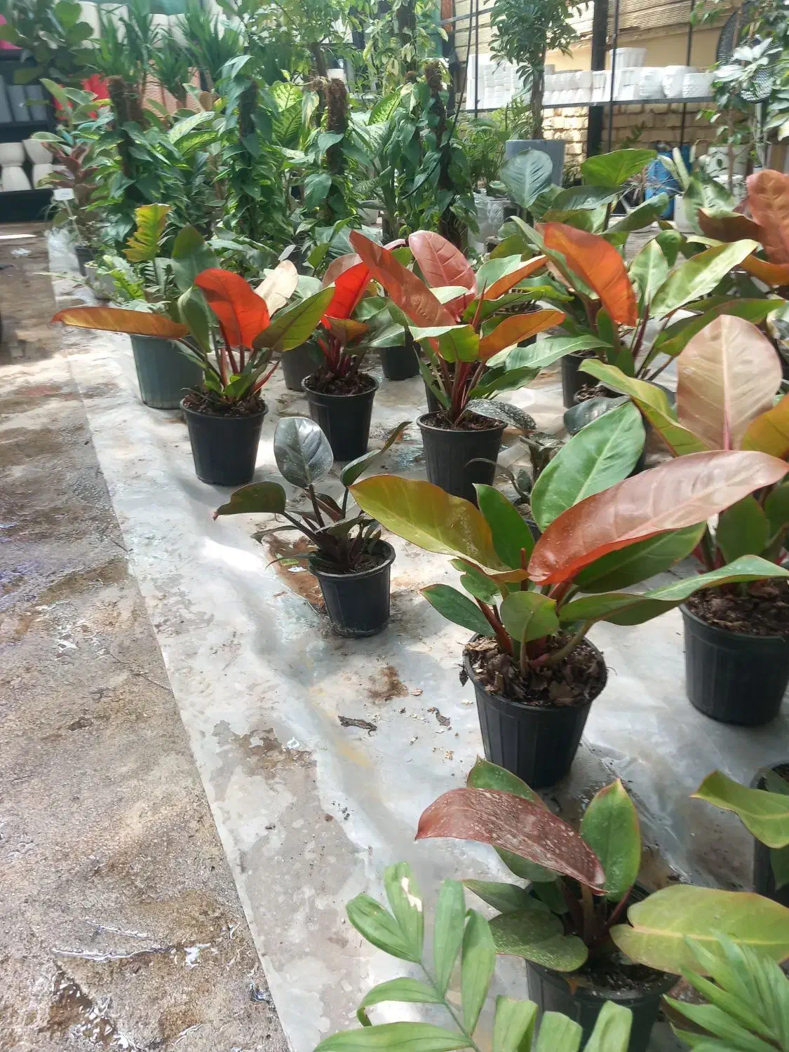 نیازمند نیروی پاره وقت گل فروشی|استخدام بازاریابی و فروش|مرودشت, بیست متری بیمارستان|دیوار