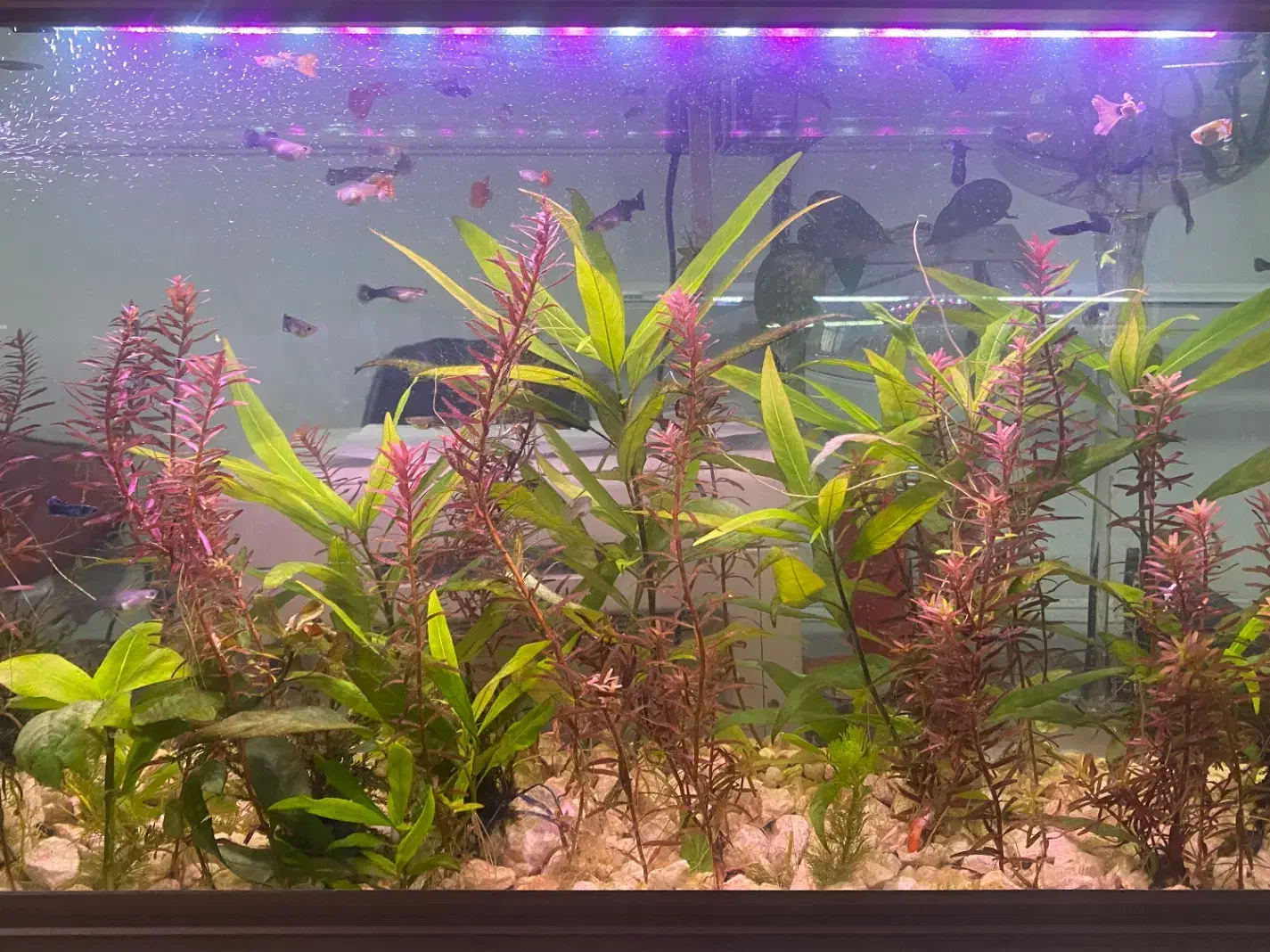 ماهی تزعینی|ماهی|شیراز, شهرک ولیعصر|دیوار