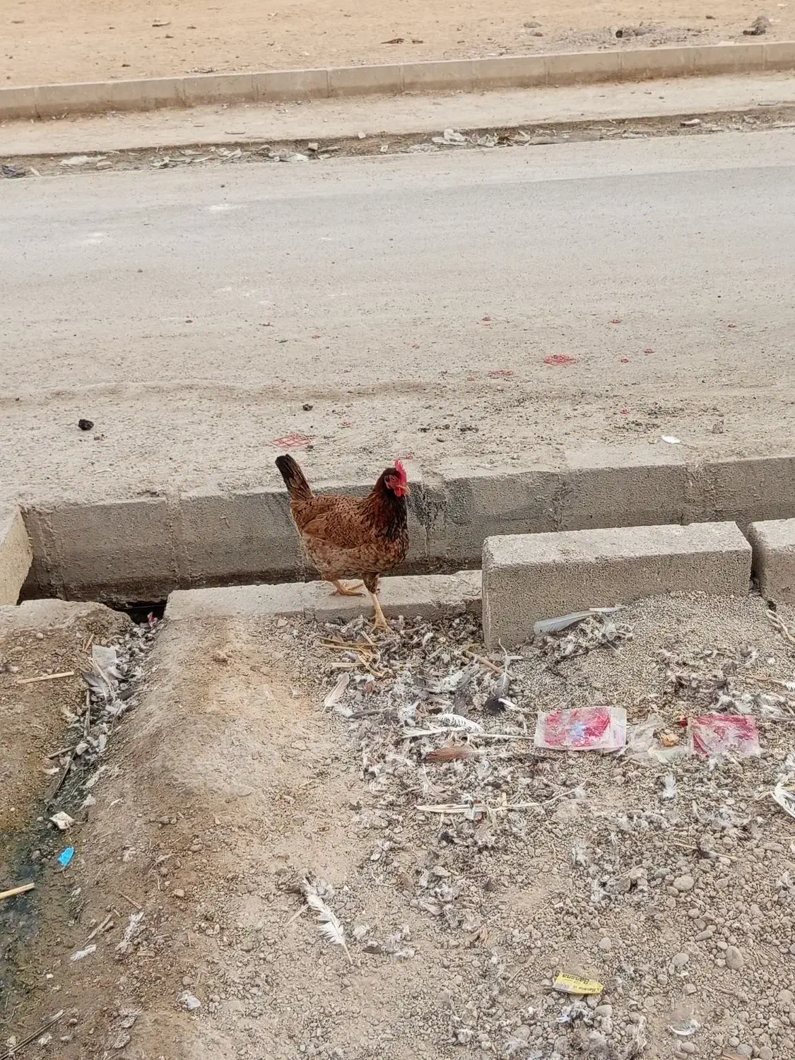 یک خروس سیاه خالص با یدونه مرغ|پرنده|امیدیه, |دیوار