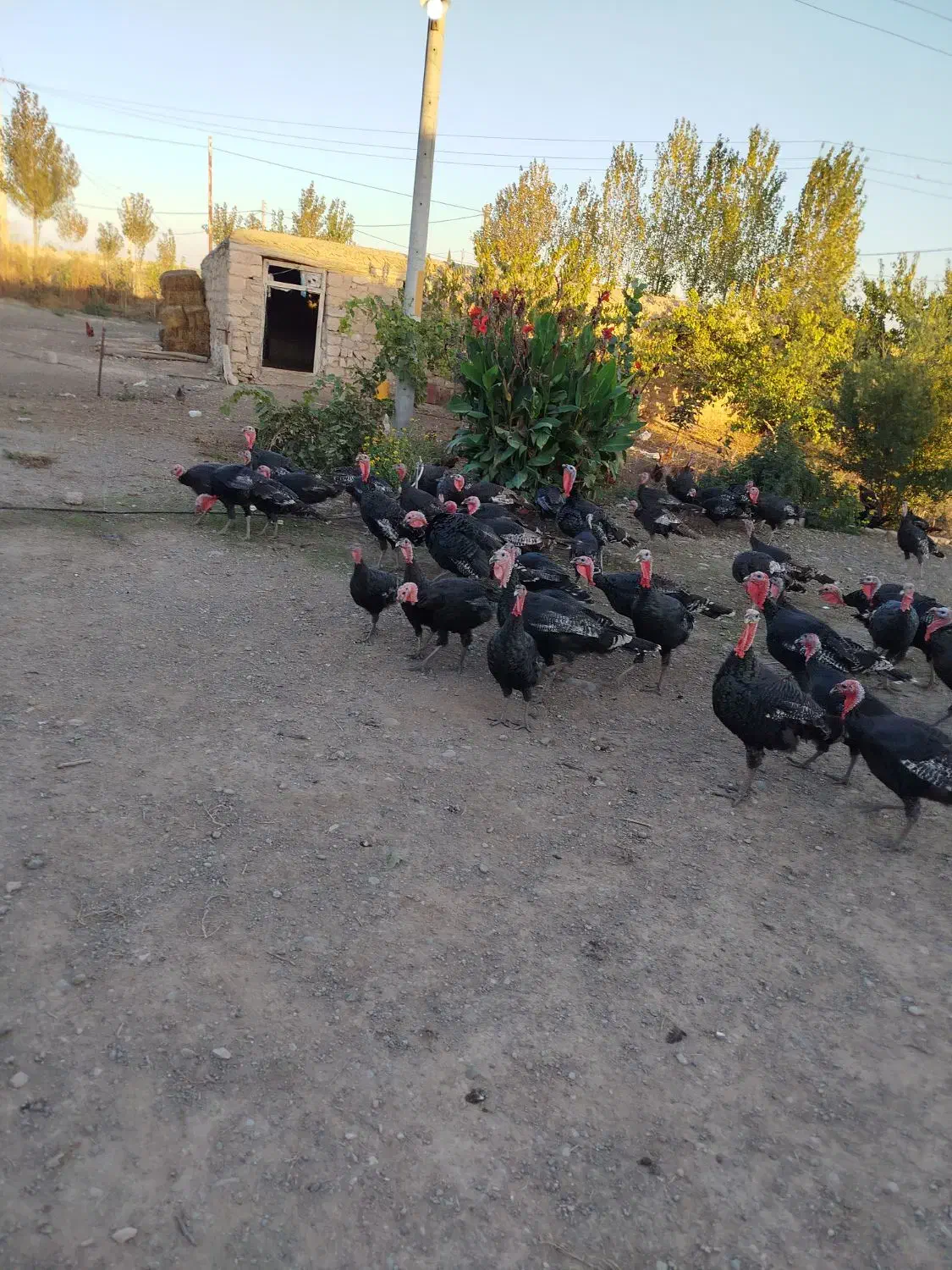 بوقلمون|حیوانات مزرعه|پارسآباد, |دیوار