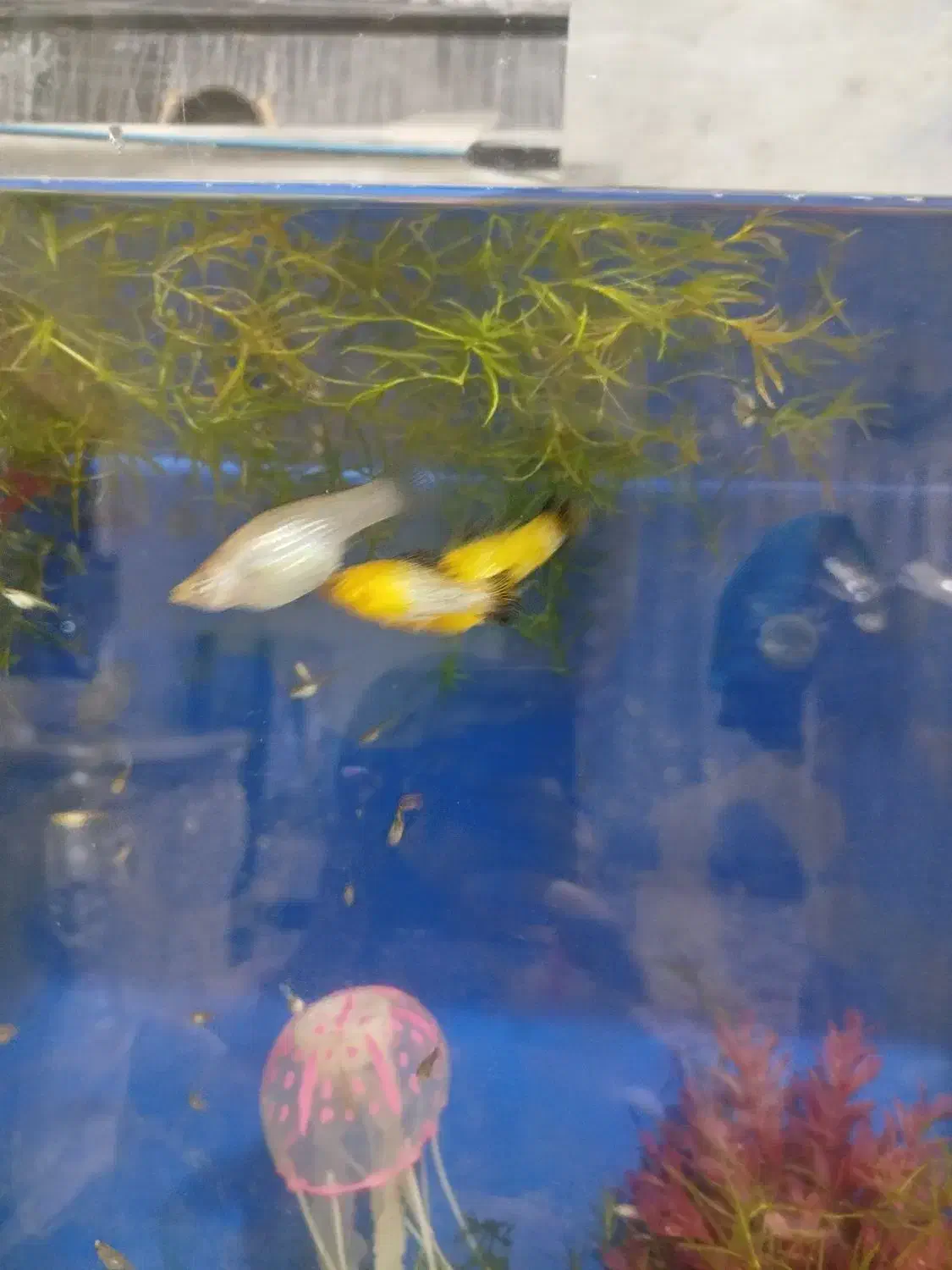 ماهی گوپی و مولی|ماهی|تهران, کوهک|دیوار