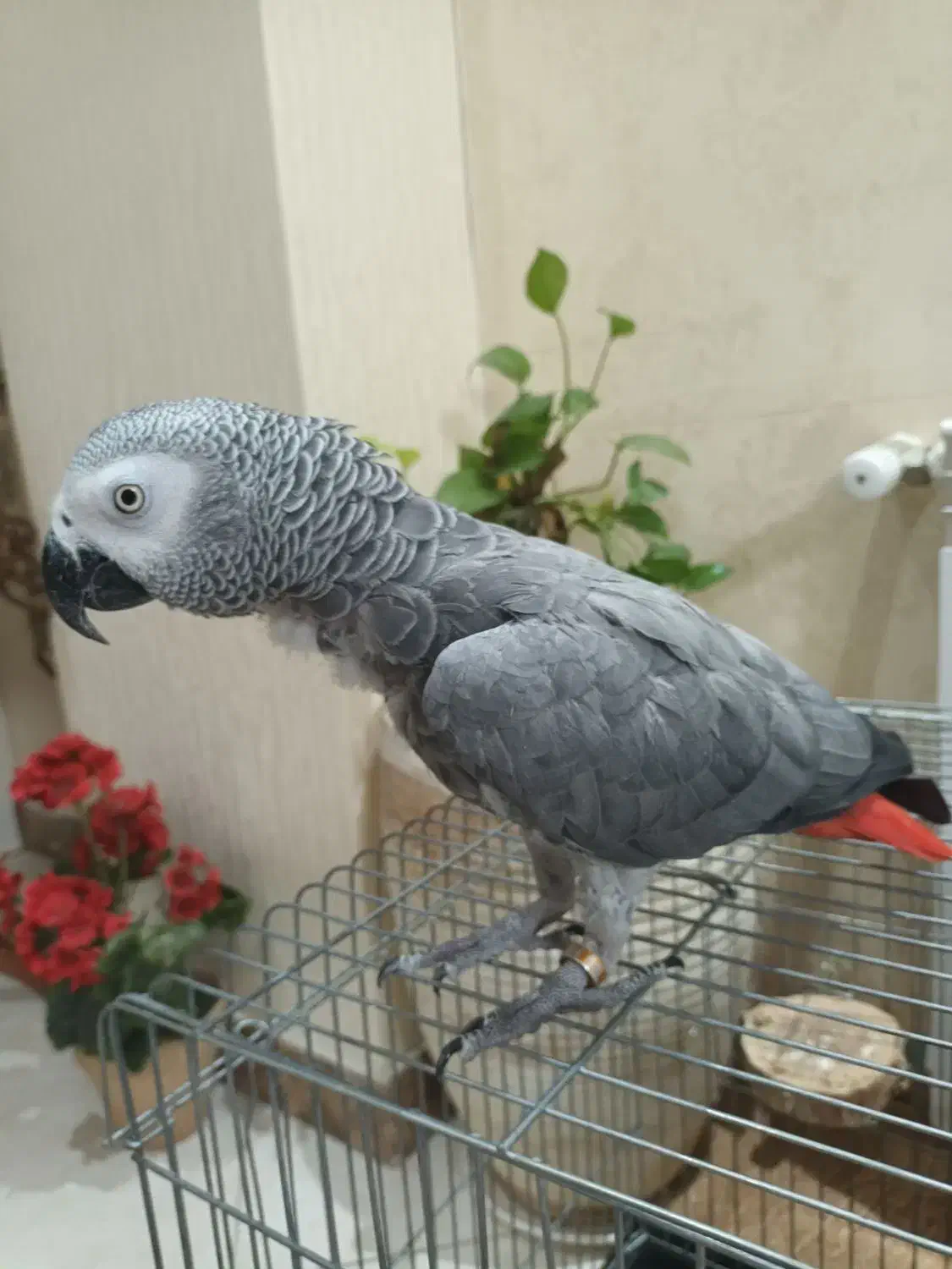 جوجه کاسکو حلقه پا کلام بالا نابغه|پرنده|تهران, شهرک دریا|دیوار