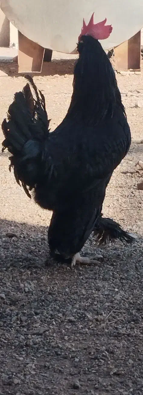 مرندی|حیوانات مزرعه|کرمان, |دیوار