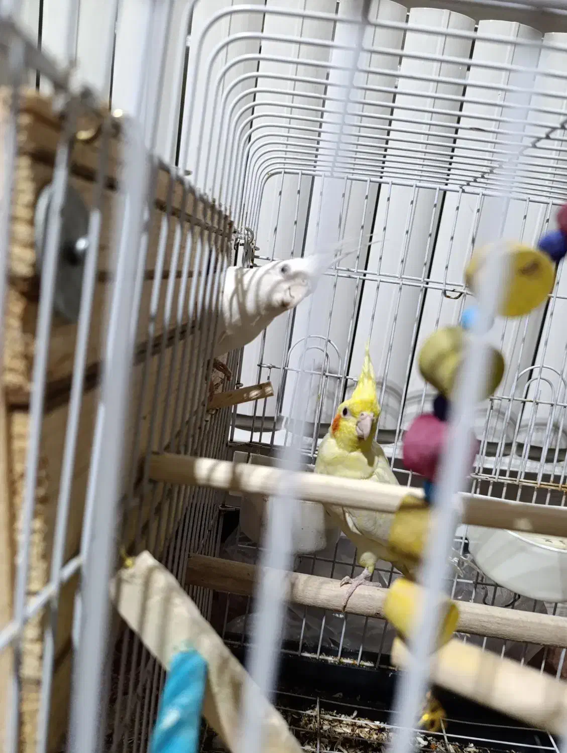 عروس هلندی|پرنده|رباط‌کریم, مسکن مهر آبشناسان|دیوار