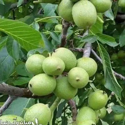 فروش نهال فرنور پیوندی|خدمات باغبانی و درختکاری|دماوند, گیلاوند|دیوار