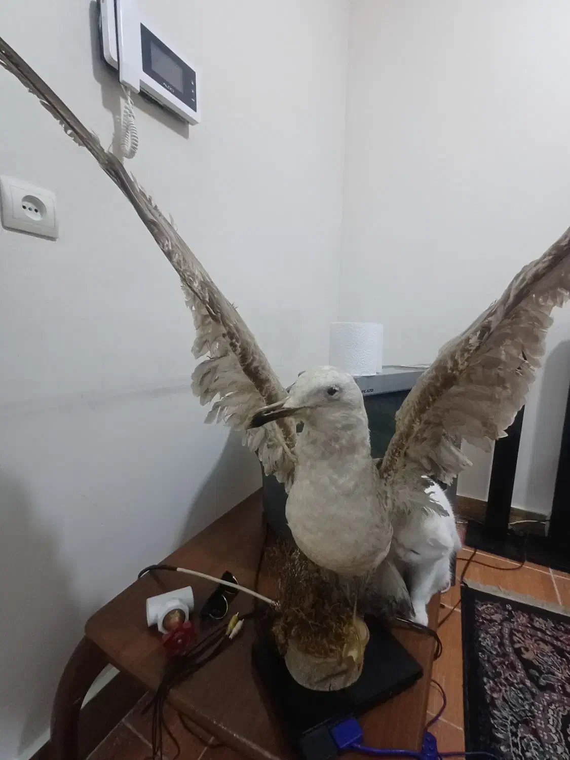 دکوری پرنده|مجسمه، تندیس، ماکت|ماهدشت, |دیوار