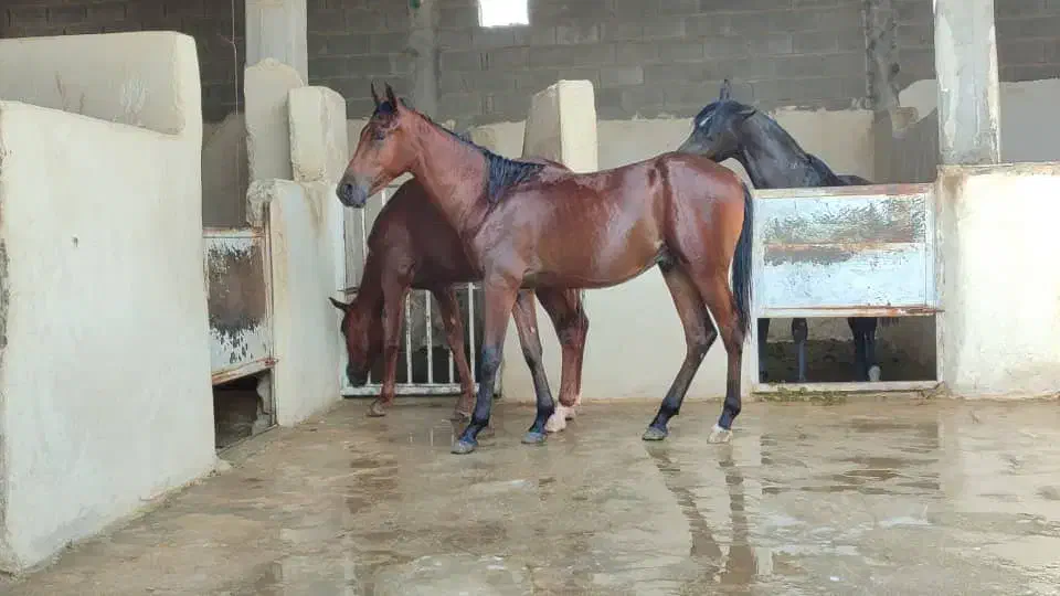 کره اسب|اسب و تجهیزات اسبسواری|ایذه, |دیوار