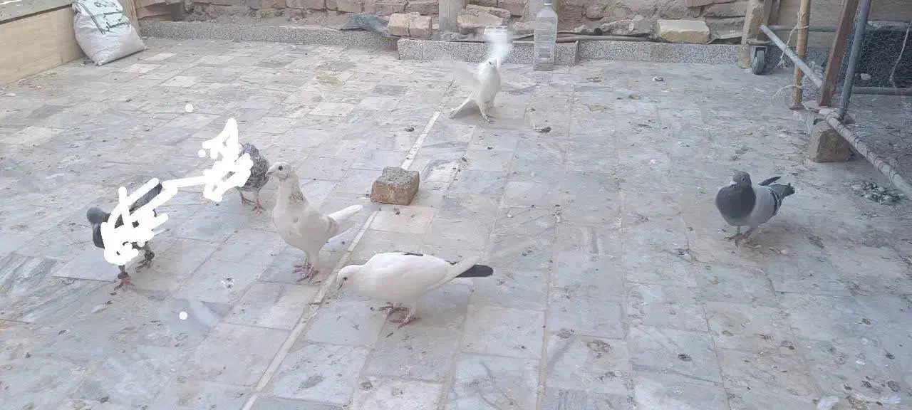 کفتر زاجر اصل کتی و تسمه ای و قمی|پرنده|میبد, |دیوار