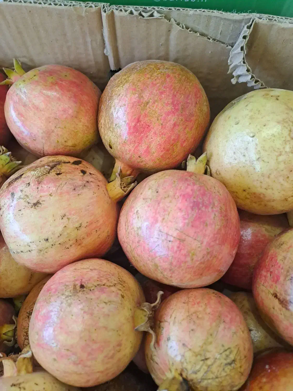 انار و اب انار رامشه|خوردنی و آشامیدنی|رامشه, |دیوار