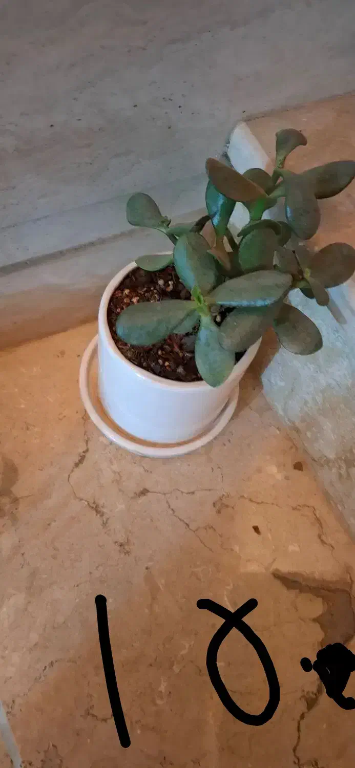 تعداد گل آپارتمانی با گلدان سرامیکی|گل و گیاه طبیعی|شاهین‌شهر, شهرک ردانی پور|دیوار