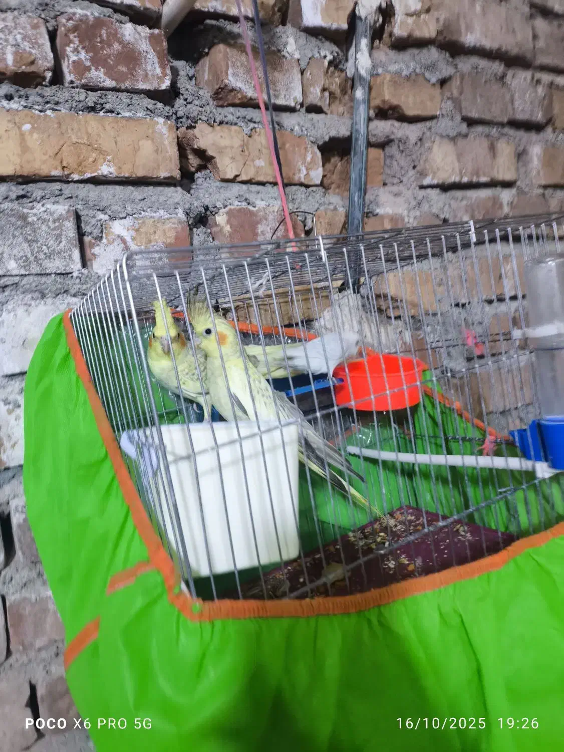 عروس هلندی|پرنده|زاهدان, |دیوار