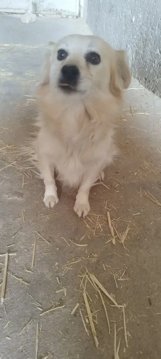 سگ ماده پاکوتاه|سگ|کاشان, امیرکبیر|دیوار