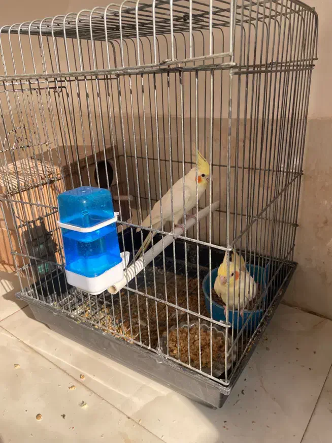 عروس هلندی لوتینو|پرنده|قرچک, قشلاق جیتو|دیوار