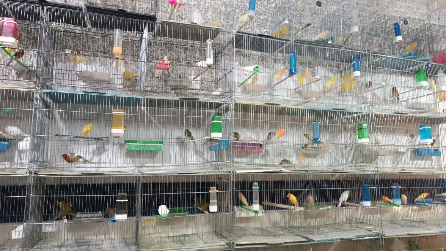 انواع قناری|پرنده|خرمدره, |دیوار