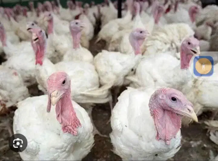 فروش عمده بوقلمون بیوتی و جوجه های گوشتی و تخمگذار|حیوانات مزرعه|گلپایگان, |دیوار