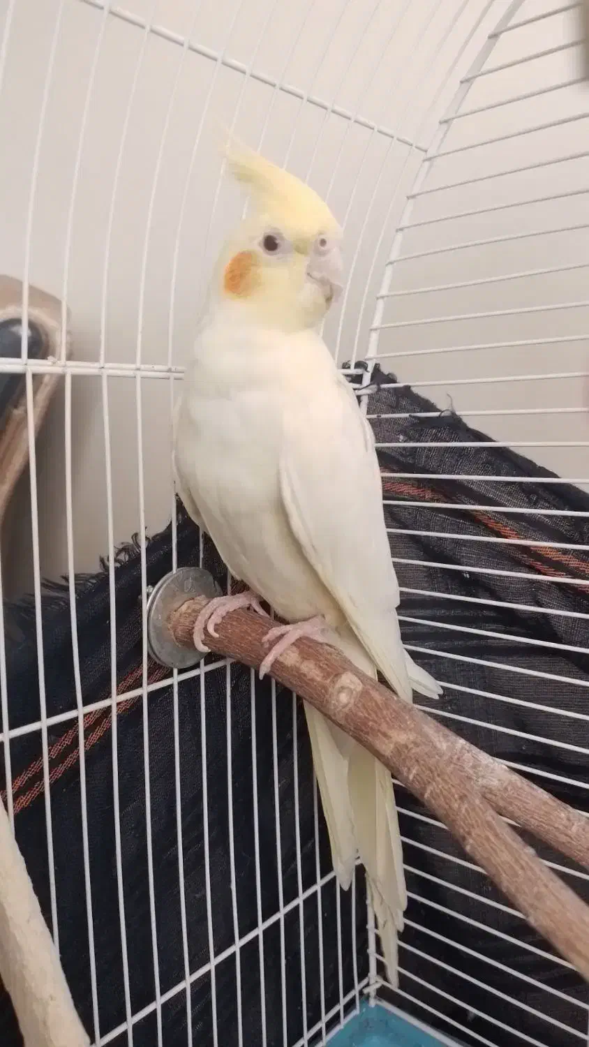 عروس هلندی نر و ماده|پرنده|تهران, افسریه جنوبی|دیوار