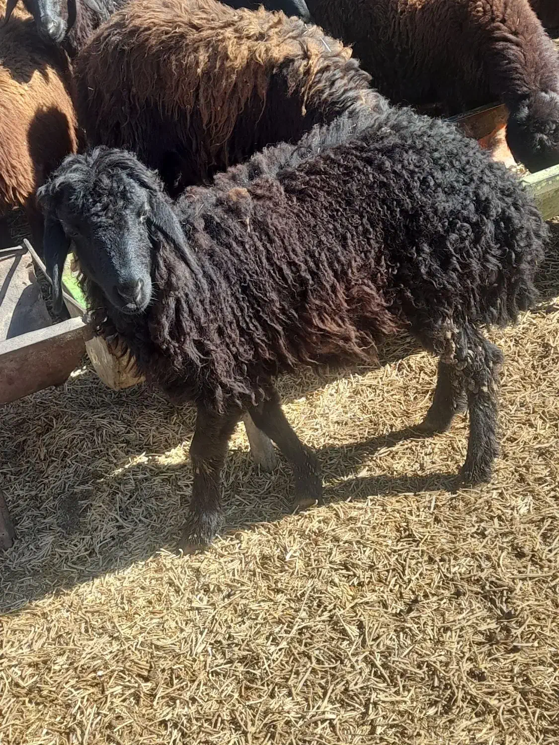 بره ماده|حیوانات مزرعه|محمدیار, |دیوار