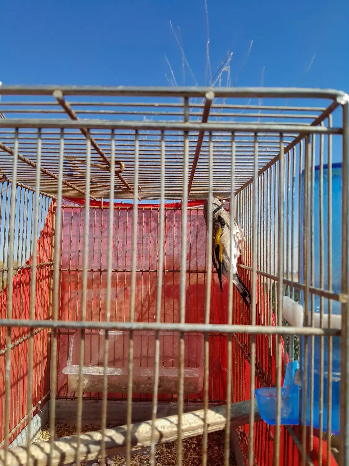 سهره کرمانی|پرنده|زاویه, |دیوار