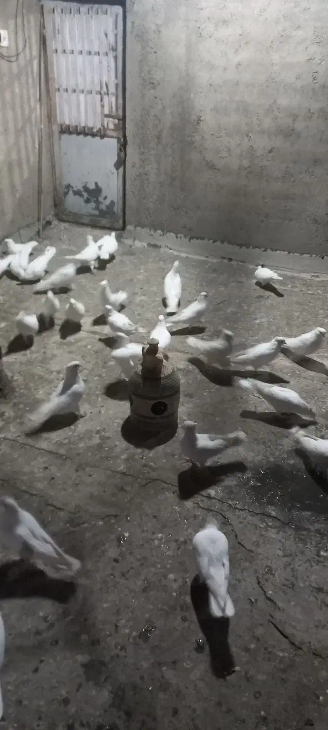 سفید کاکلی تیپ|پرنده|کهک, |دیوار