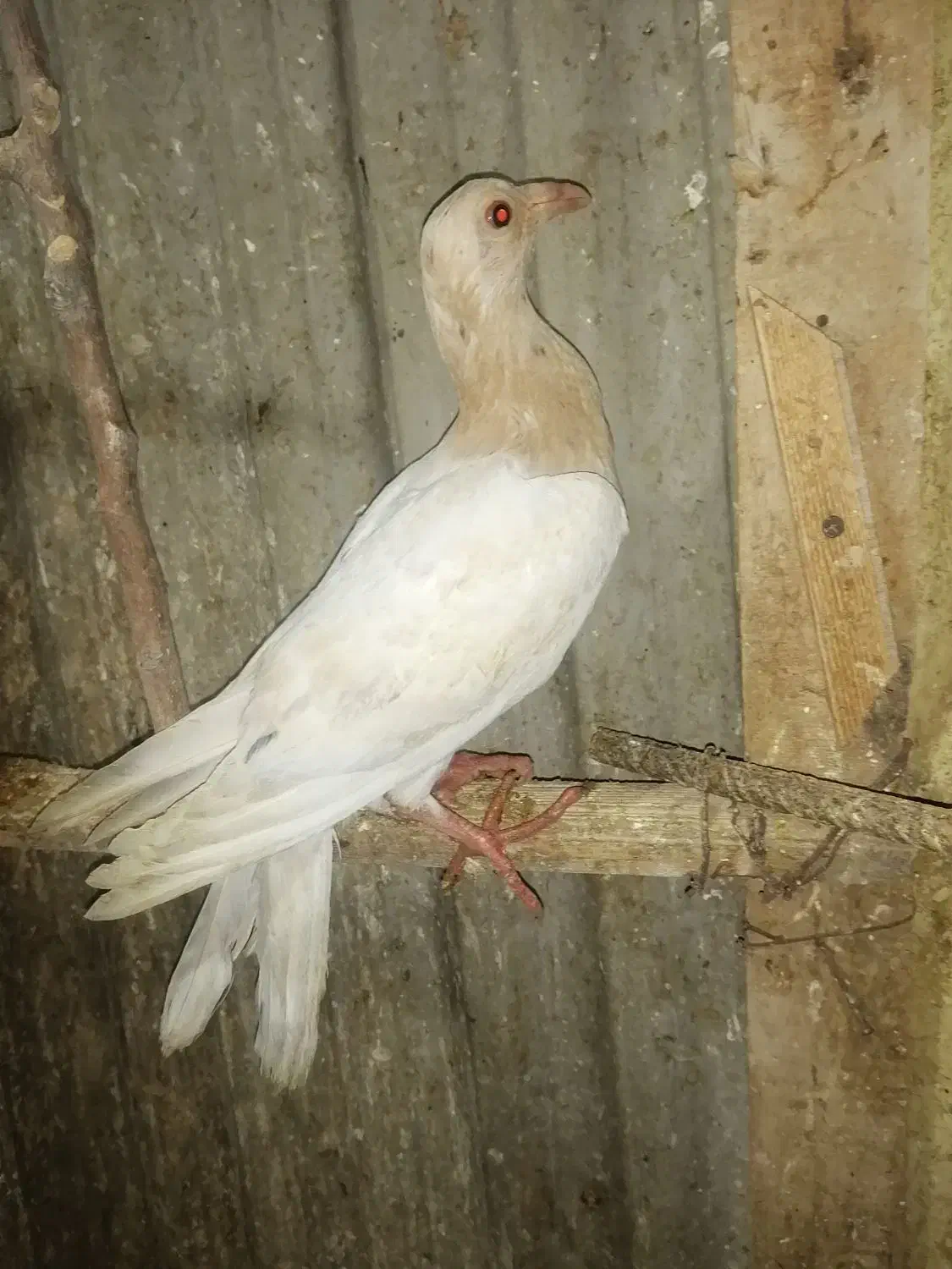 کا بیرگپ.    ک بوتر|پرنده|نگین شهر, |دیوار