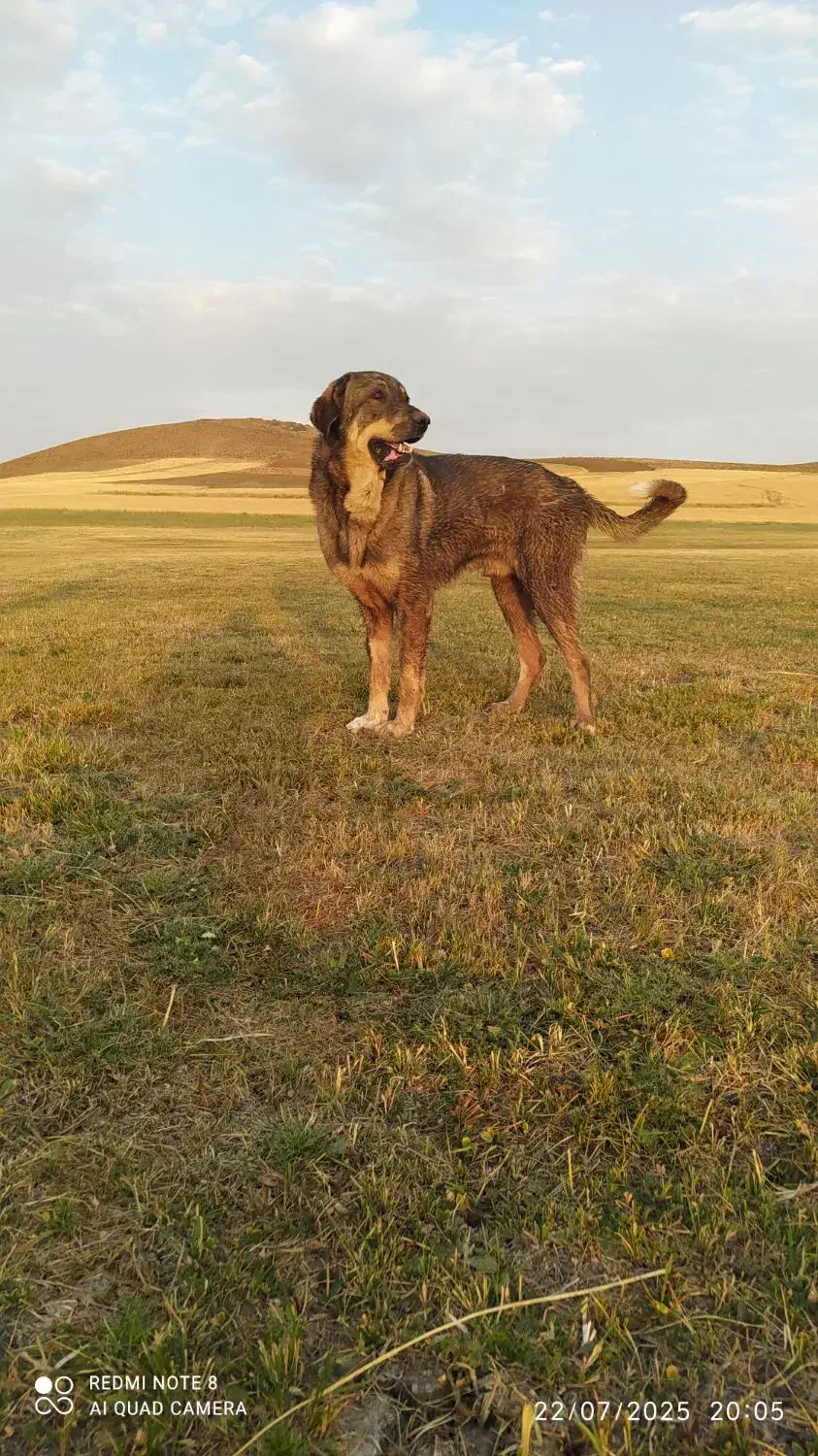 توله پژدر اصیل  نر و ماده|سگ|کرفتو, |دیوار