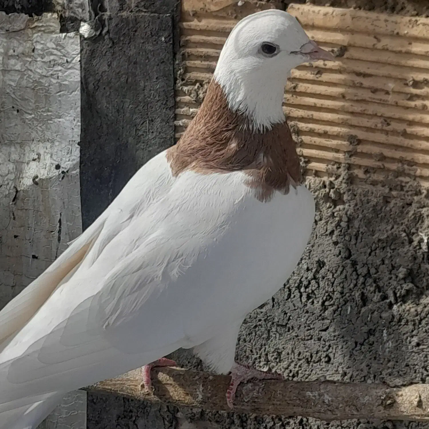 طوقی و تهرانی|پرنده|همدان, |دیوار