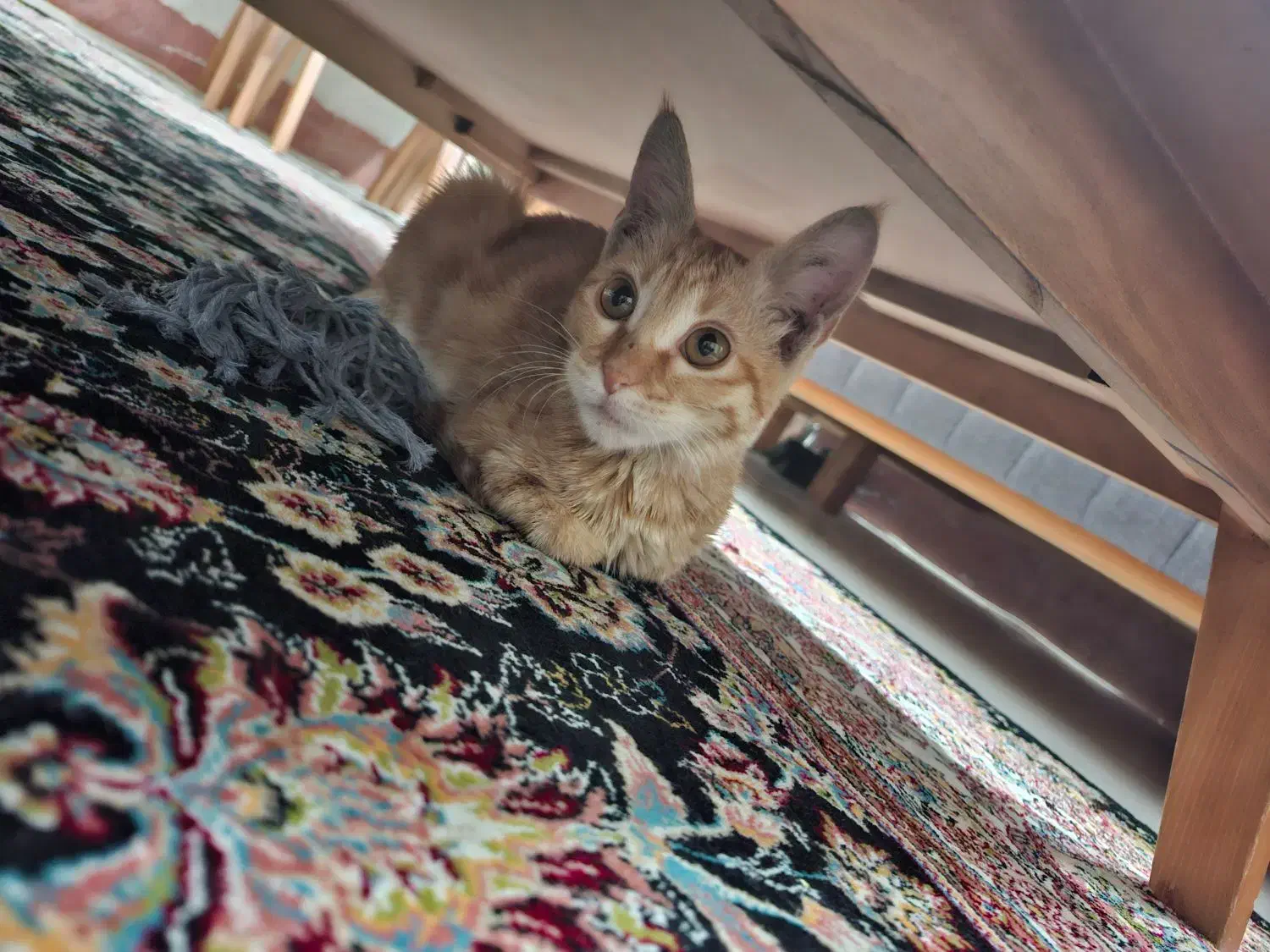 گربه نارنجی ماده سه ماهه|گربه|فردیس, شهرک ناز|دیوار