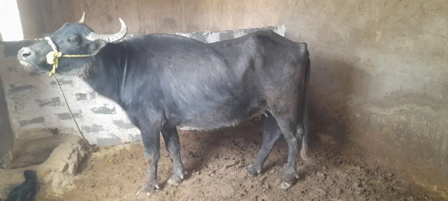 گامیش با گوساله ماده|حیوانات مزرعه|کرخه, |دیوار