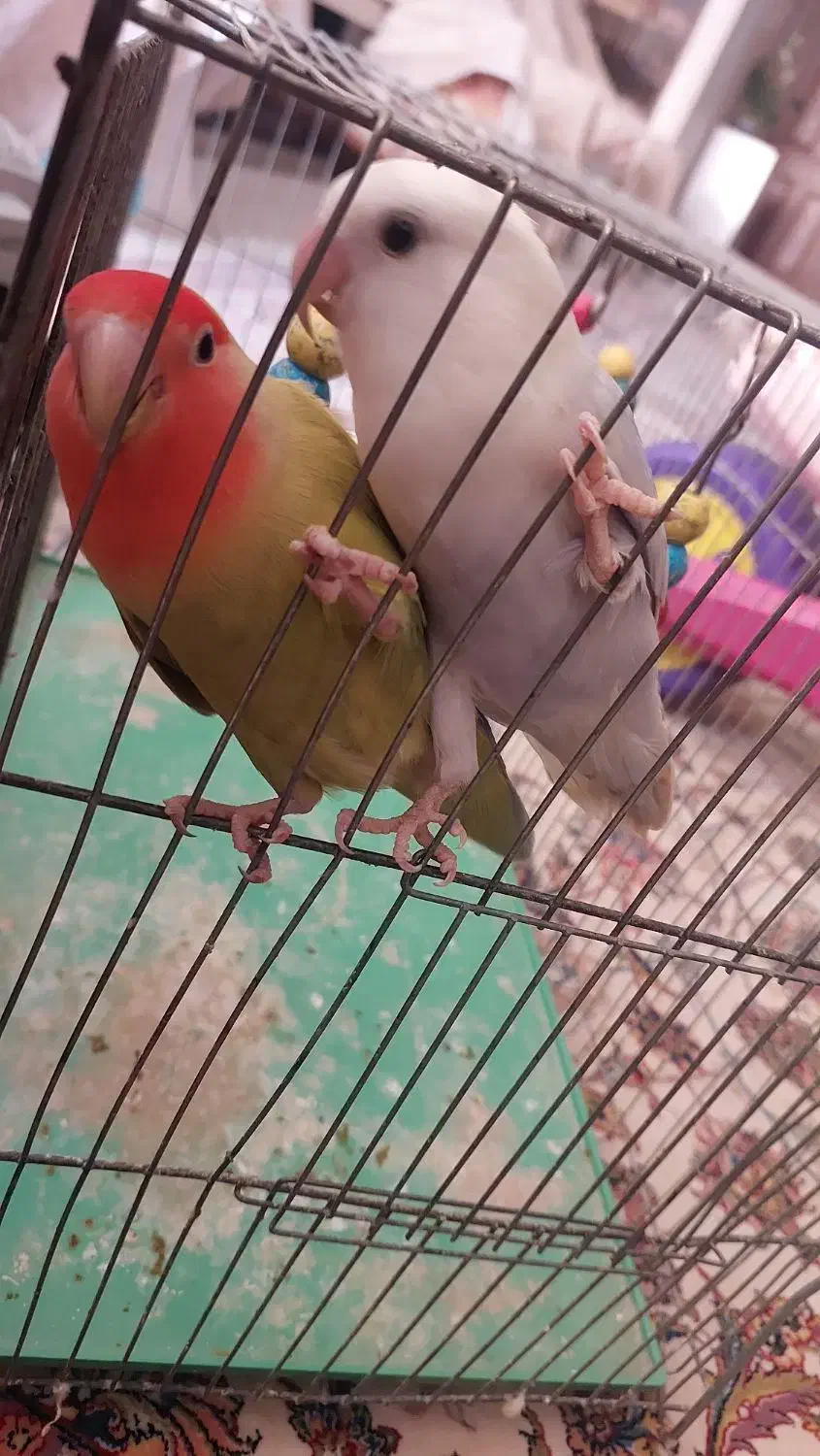 جفت طوطی برزیلی خوشرنگ و خاص|پرنده|فولادشهر, B8|دیوار