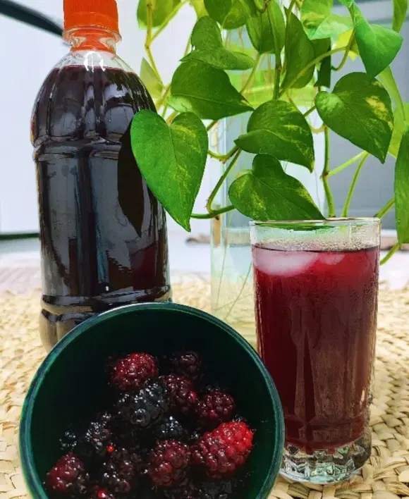 شربت|خوردنی و آشامیدنی|گناباد, |دیوار