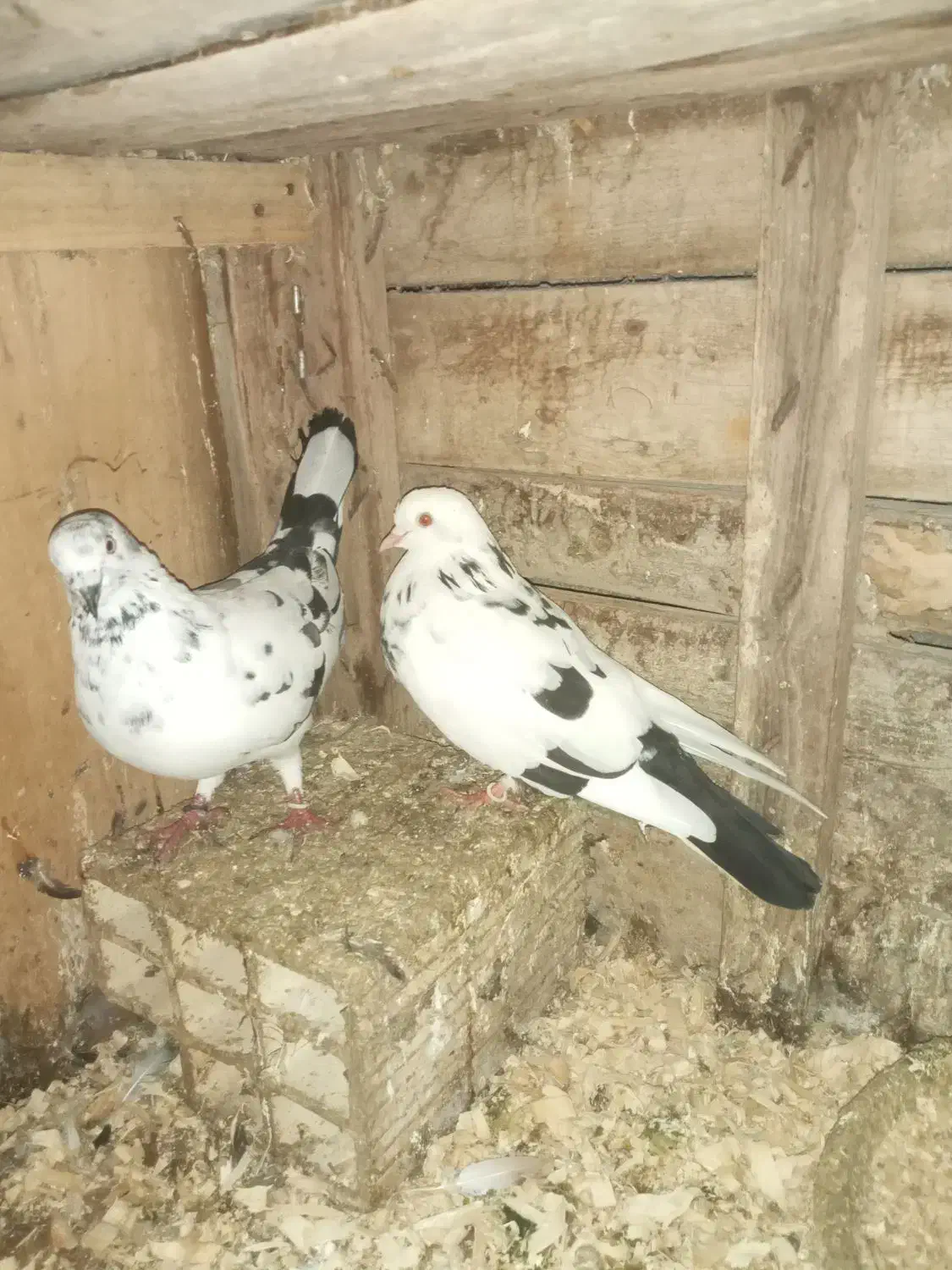 کبوتر|پرنده|لشت نشا, |دیوار