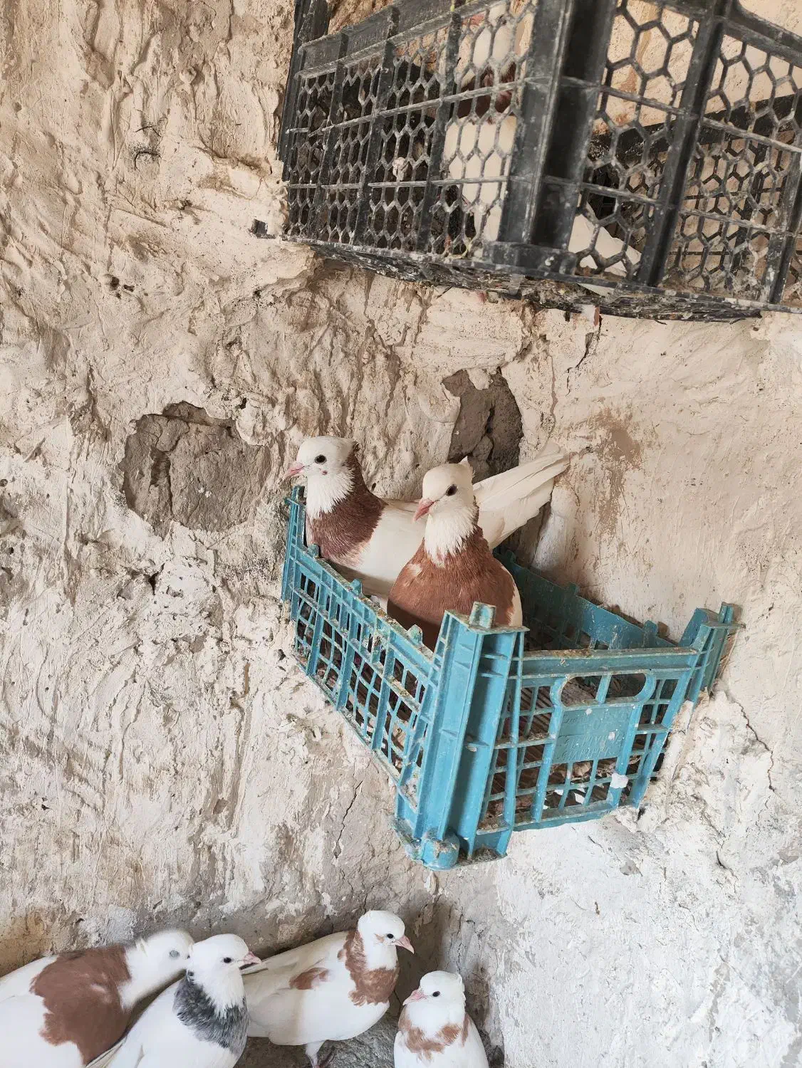 کبوتر طوقی|پرنده|سراوان, |دیوار