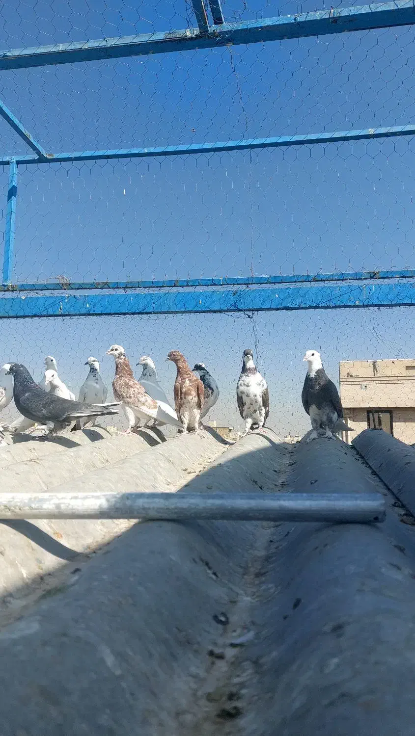 کفتر جوجه|پرنده|تهران, بهارستان|دیوار