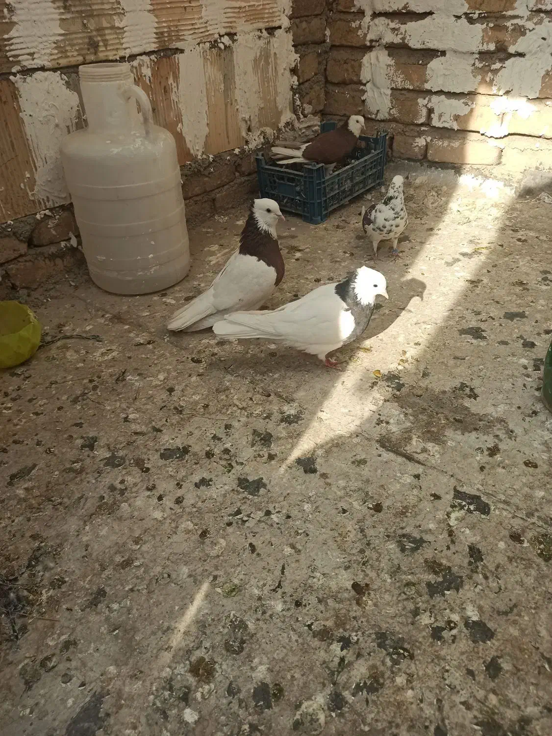 یک جفت طوقی|پرنده|قرچک, صالح آباد|دیوار