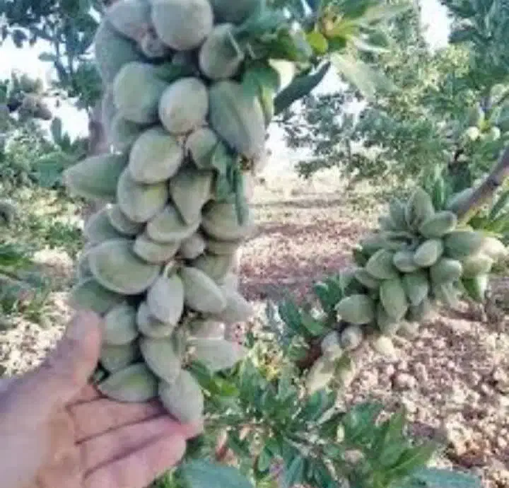 بدون واسطه و مستقیم از نهالستان بخرید|خدمات باغبانی و درختکاری|اصفهان, آزادگان|دیوار