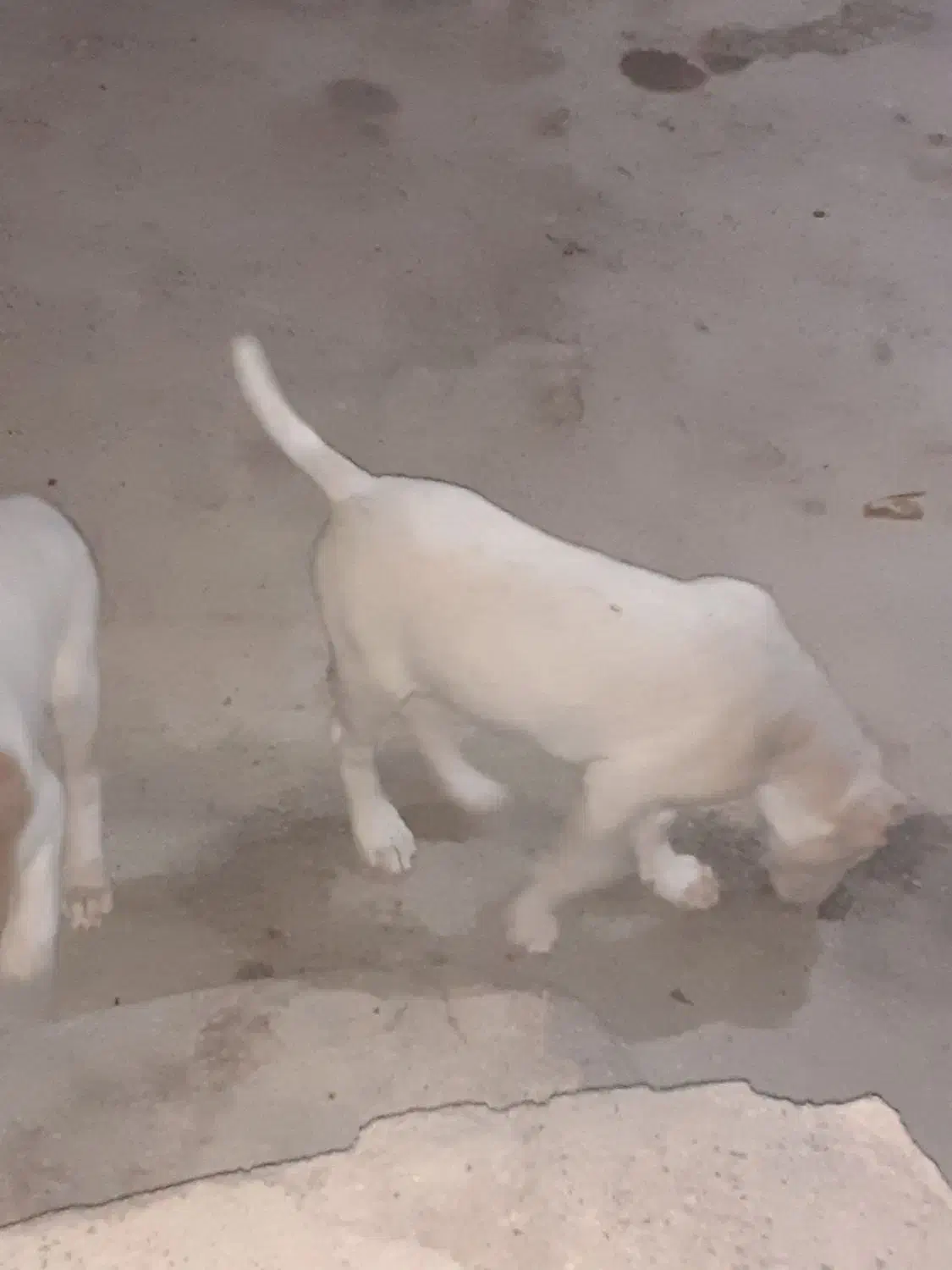 سگ خراسانی|سگ|شیروان (خراسان), |دیوار