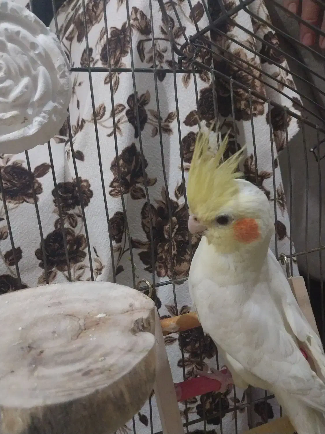 عروس هلندی نروماده|پرنده|کرج, شهرک رضوانیه|دیوار