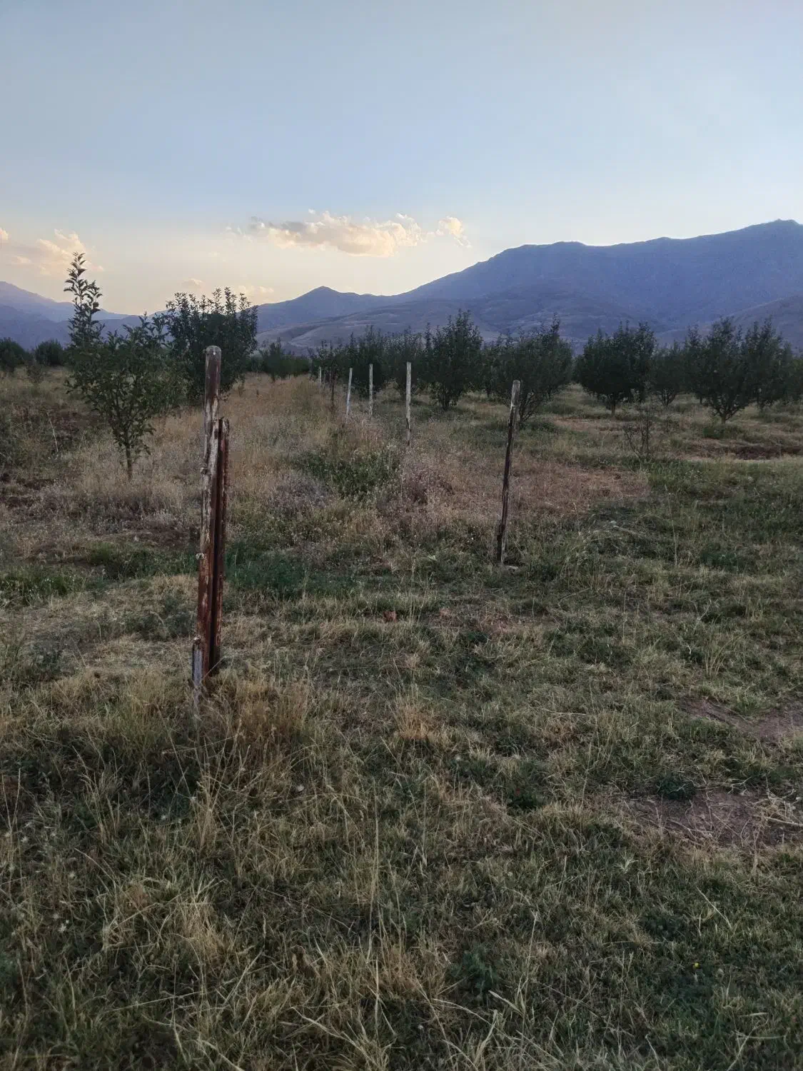 باغ سیب مرگور روستای گارانه و سه گرکان 6500 متر|فروش دفتر صنعتی، کشاورزی، تجاری|ارومیه, |دیوار
