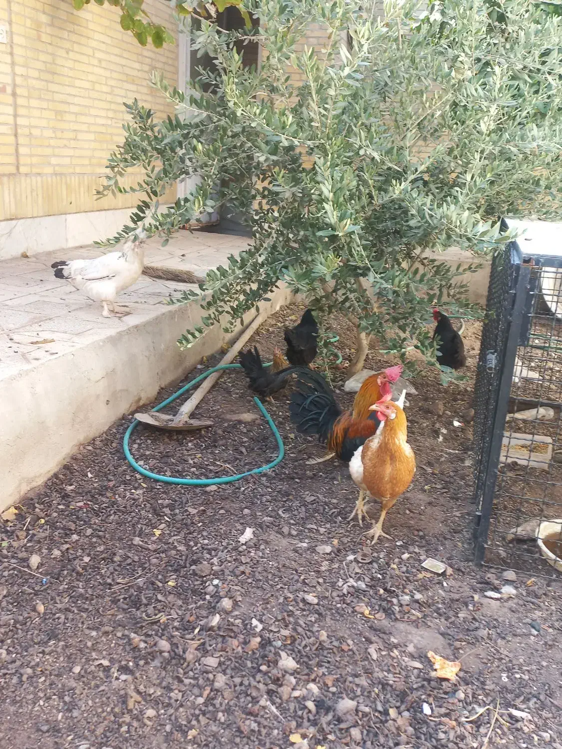 مرغ و خروس رسمی|حیوانات مزرعه|یزد, |دیوار