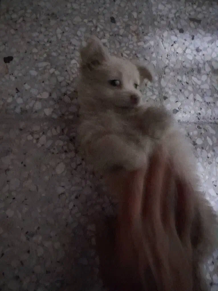 سگ پامر|سگ|خمینی‌شهر, |دیوار