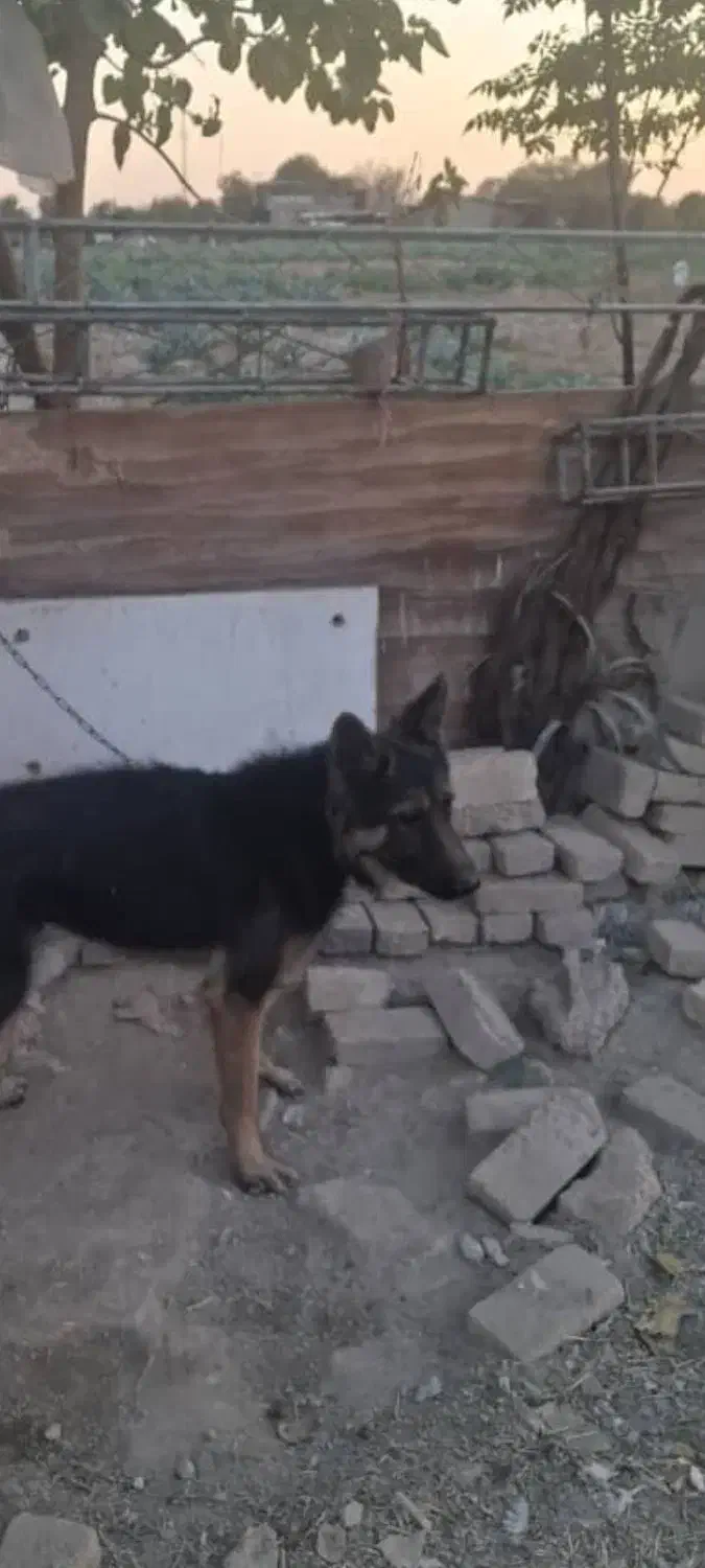 ژرمن نر و ماده|سگ|کهریزک, |دیوار