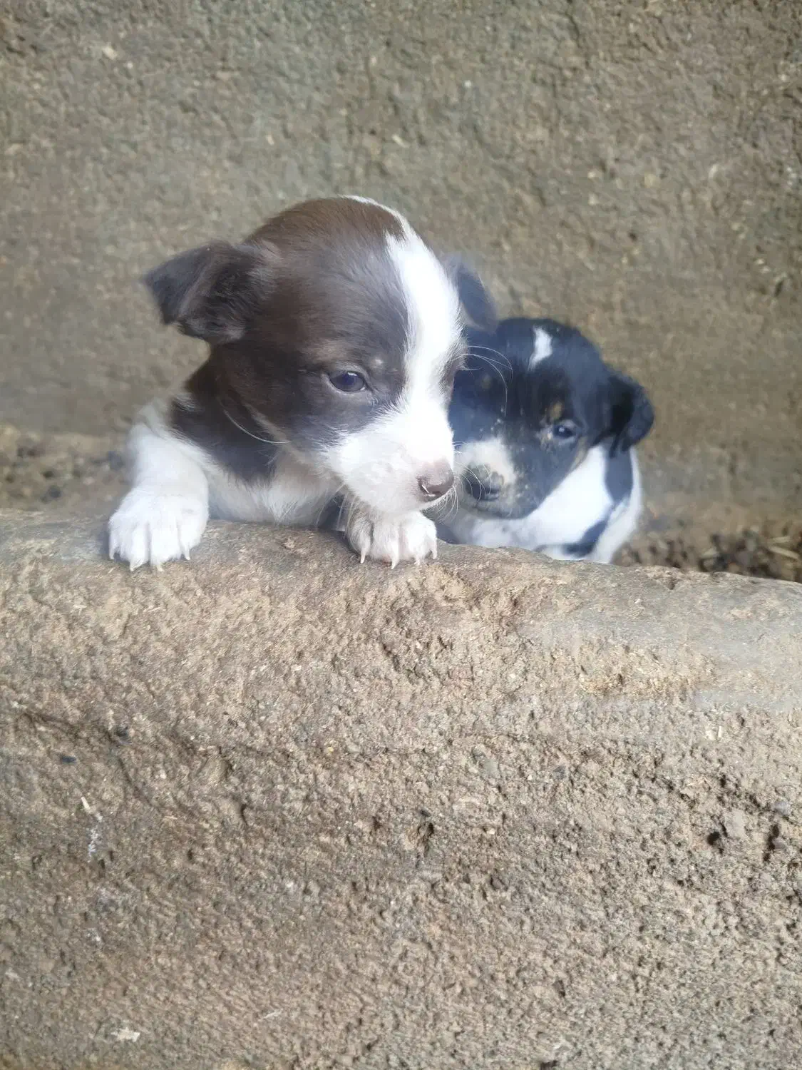 توله پاکوتاه گوش راست|سگ|کاشمر, |دیوار