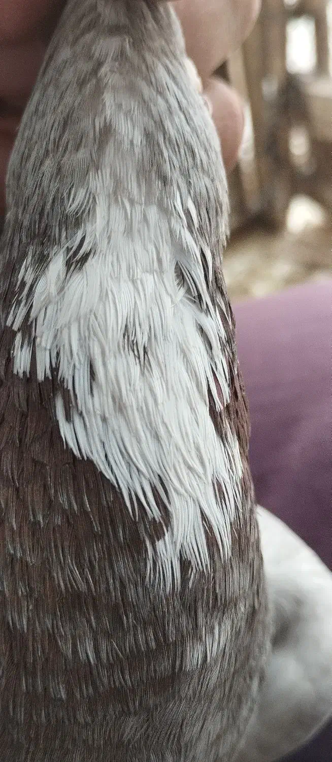 کبوتر|پرنده|کرمان, |دیوار