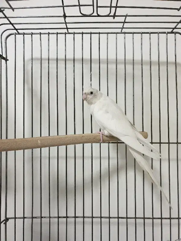 عروس آلبینو ماده آماده|پرنده|یزد, |دیوار